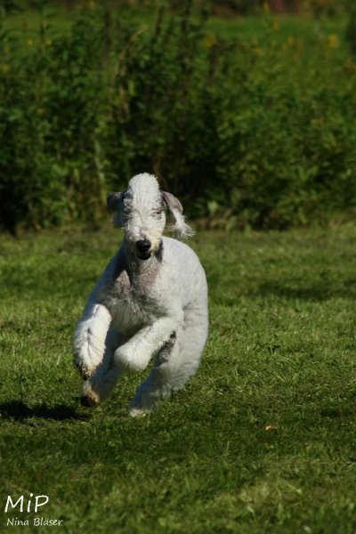 2010-10-03 Coursing-Training GE (27).jpg